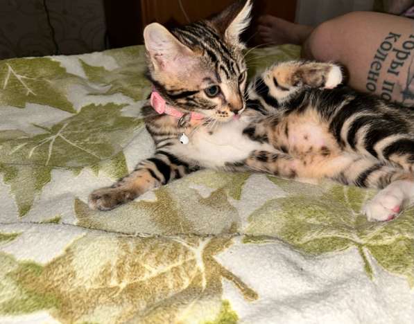 Бенгальский котёнок мраморного окраса в Костроме фото 4