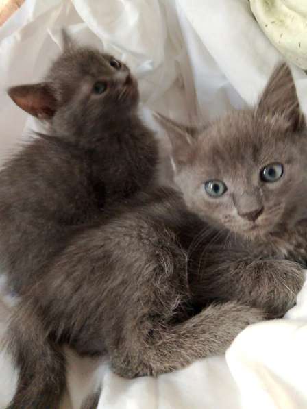 Котята 2 месяца в Липецке фото 6