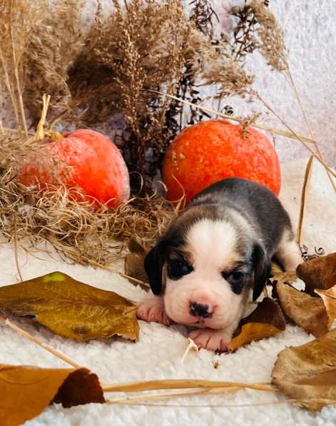 Бигль в Уссурийске фото 3