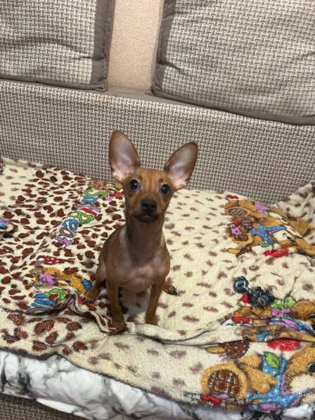 Продам Тоя Мальчика в Томске фото 3