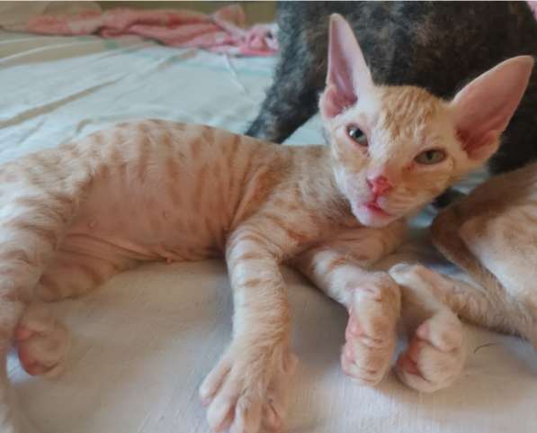 Котята (донской сфинкс) ищут папумаму в фото 6