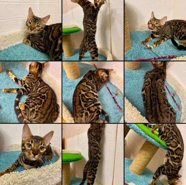 Бенгальские котята