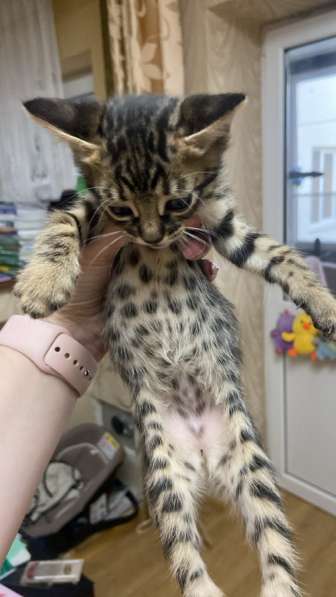 Бенгальский котик