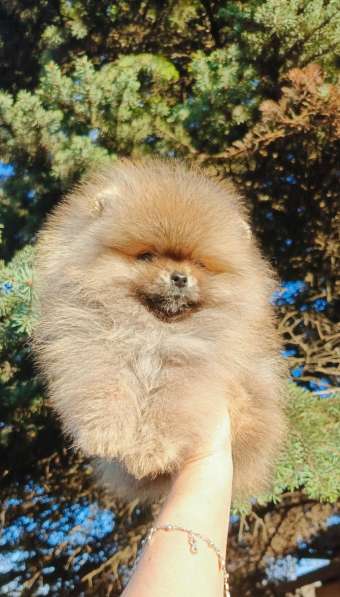 Pomeranski Mini Shpic Pomeranian Spitz Померанские Мини шпиц в фото 36