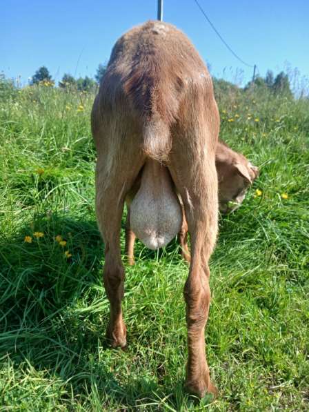 Годовалый козел