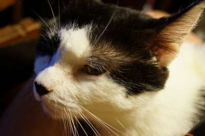 Отдам даром Кот Гриша