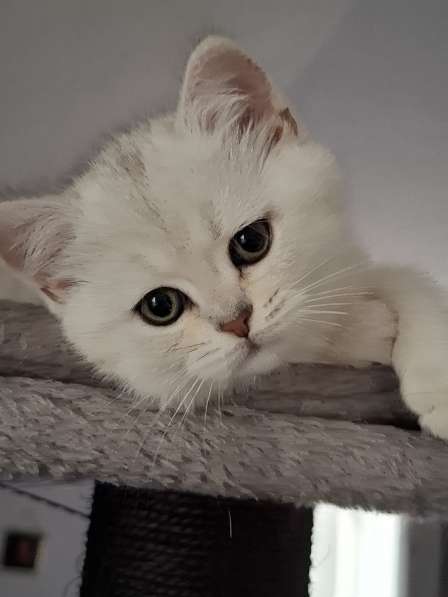 Британские котята