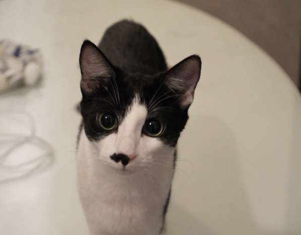 Багира в фото 9