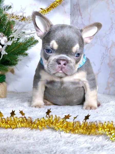 Щенки французского бульдога в Железнодорожном фото 8