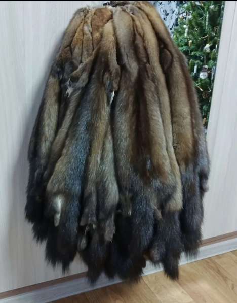 Шкуры соболя в Перми фото 4
