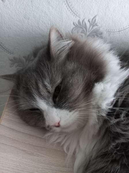 Кот сибиряк,4 года в Новосибирске фото 11