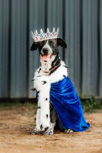 Цирковой пёс Барни в добрые руки в Москве фото 10