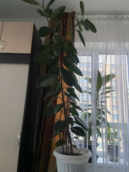 Фикус