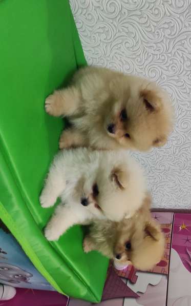 Мини-шпицы в Краснодаре фото 6