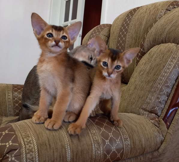 Продаются абиссинские котята. 2 месяца в Чебоксарах фото 4