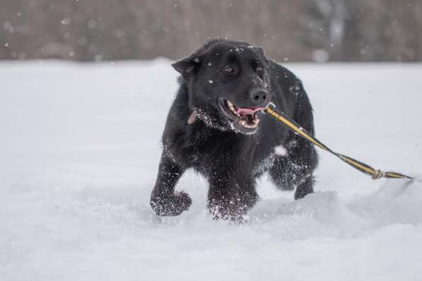 Метис лабрадора ищет хозяев в Москве фото 5