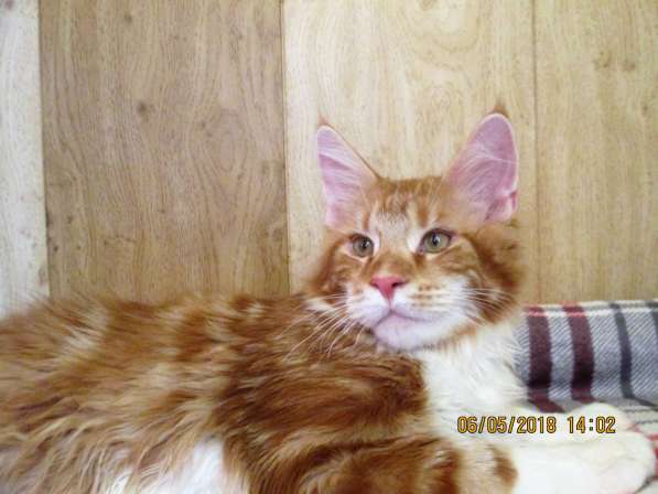 Котики из питомника в Екатеринбурге фото 14