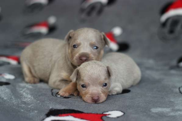 Щенки Русского той -терьера в Новосибирске фото 18