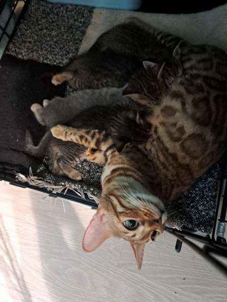 Бенгальские котята в Москве фото 5