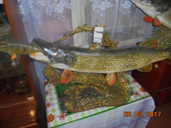 Чучела Рыбные(натуральные, ручная работа) в Волгограде фото 4