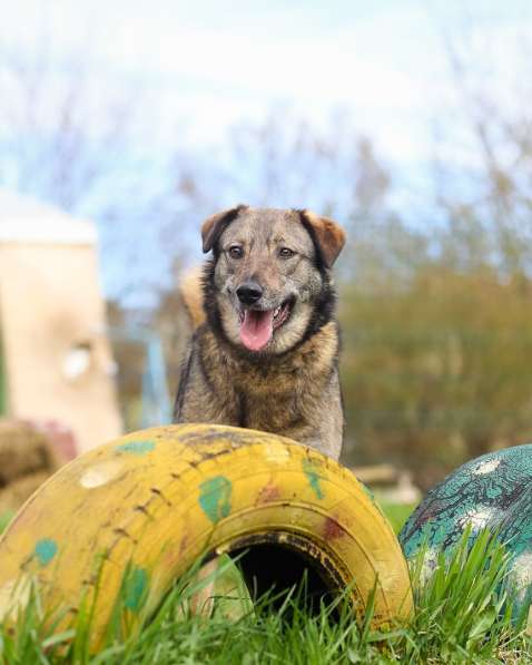 Улыбчивая собачка с рыжими ушками-огоньками в Санкт-Петербурге фото 17
