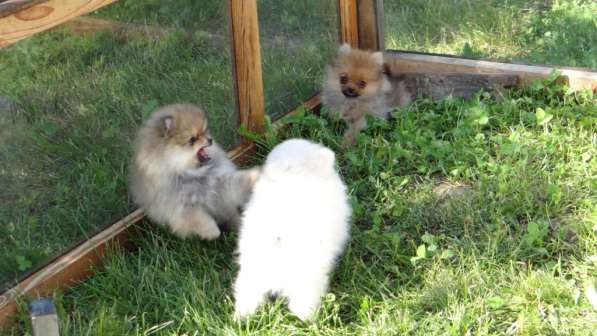 Щенок померанского шпица- микро - медвежонок в фото 6