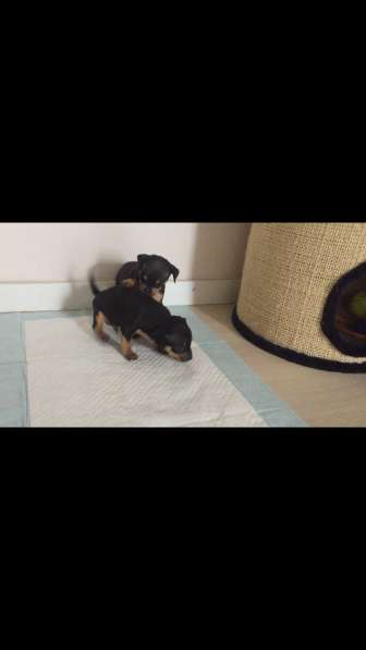 Щенок той терьер в Москве фото 6