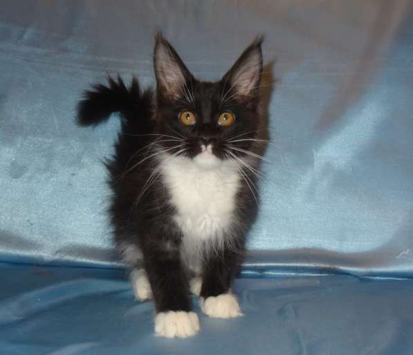 Ламборджини кошечка мейн кун в Москве фото 16