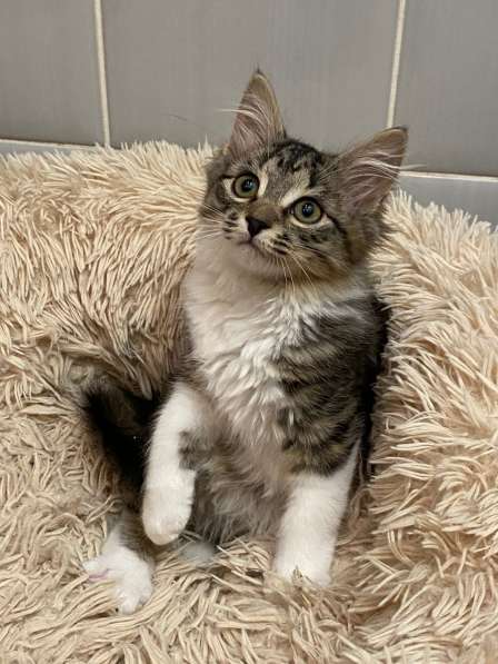 Чудесные котята ищут семью в Москве фото 3
