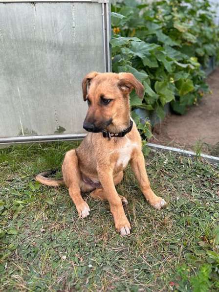 Две девчушки-красотушки и храбрый братик в Москве фото 8