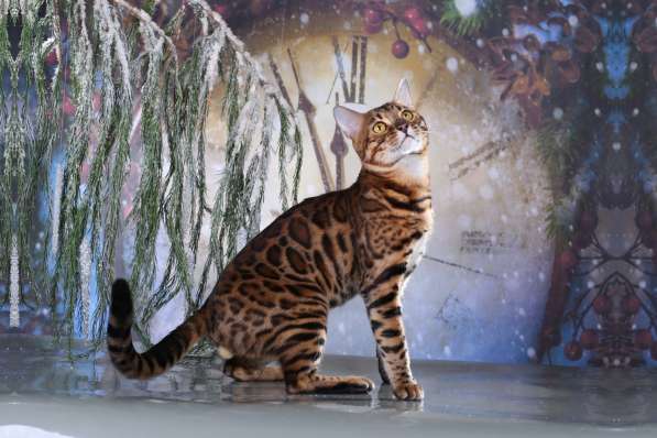 Бенгальский кот-Гранд Интер Чемпион. Вязка в Туле фото 3