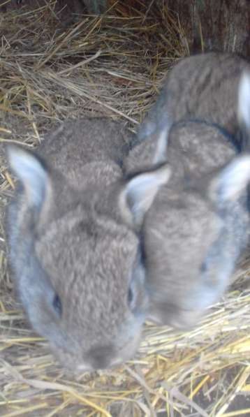 крольчата и взрослые кролики мясных пород в Пскове фото 5