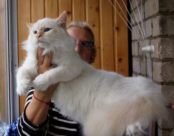 Сибирские котята колорных окрасов в Москве фото 4