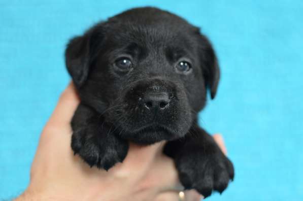 Щенки лабрадора- ретривера в фото 30