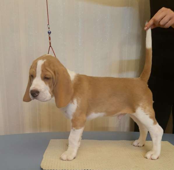 Щенки бигля в Тосно фото 4