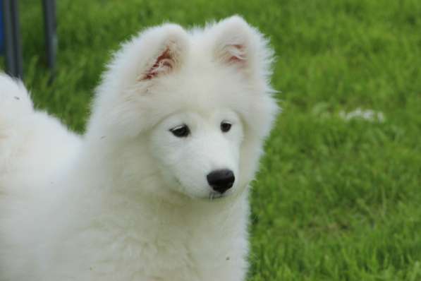 Перспективная девочка Самоедской собаки От привозной пары