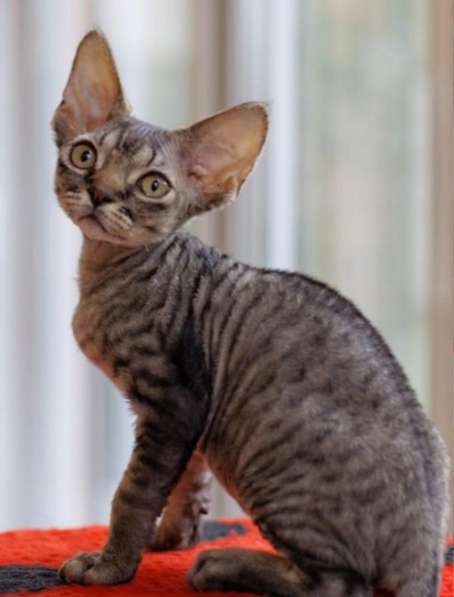 Кудрявые эльфы, каракулевые, элитные котята Девон-Рекс в Санкт-Петербурге фото 19