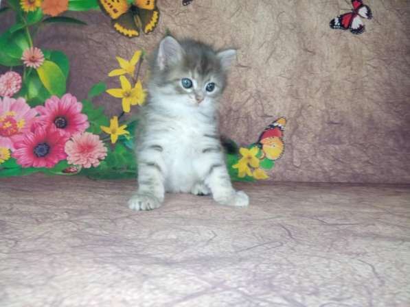 Сибирские котята в Апрелевке фото 8