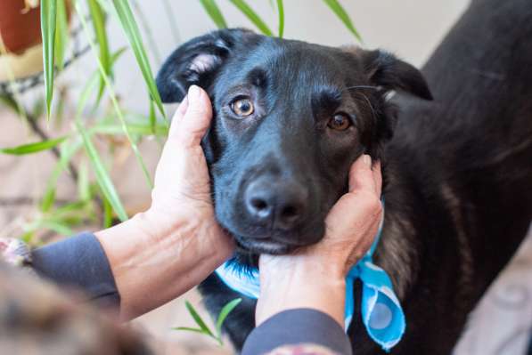 Линси - щенок метис лабрадора в дар в Москве фото 15