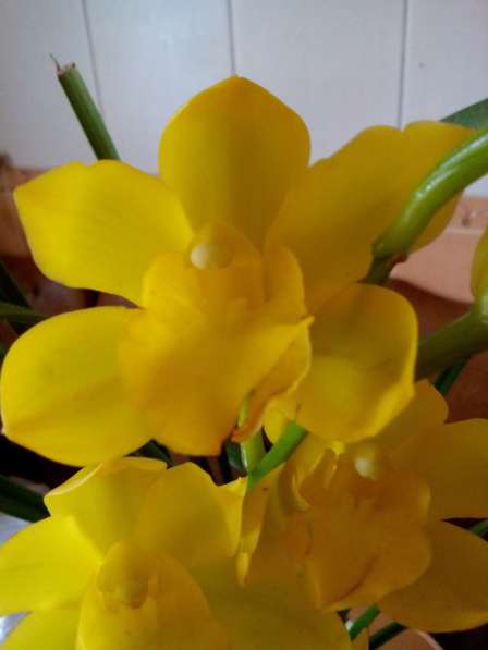 В наличии орхидеи цветущие и не цветущие в фото 13