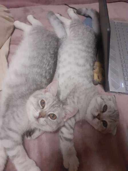 Британские котята в фото 7