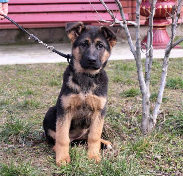 Щенки овчарки Питомник в фото 16