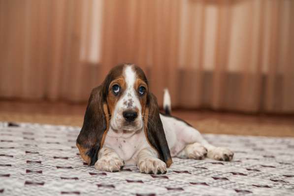 Щенки Бассет-хаунд в Армавире фото 22