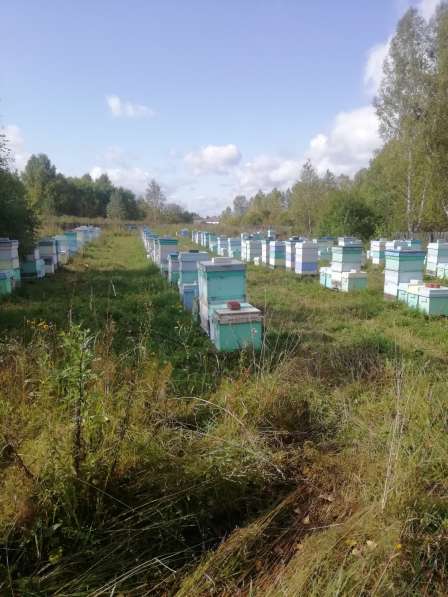 Пчелосемьи, отводки, пчеломатки в Томске