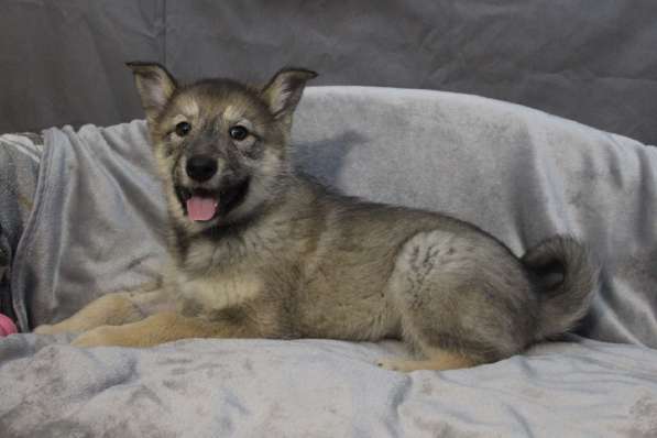 Черный щенок со звездочкой на груди в Санкт-Петербурге фото 19