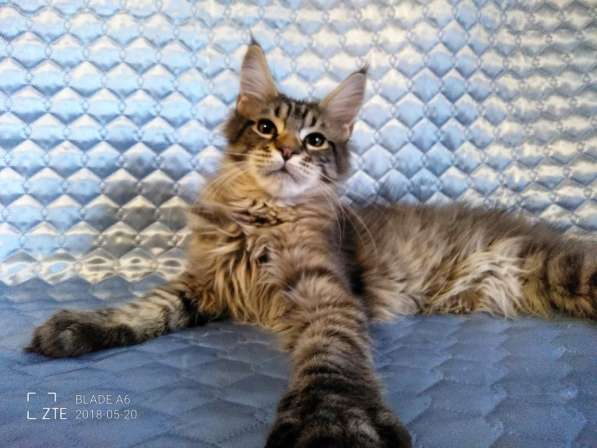 Котики из питомника в Екатеринбурге фото 11