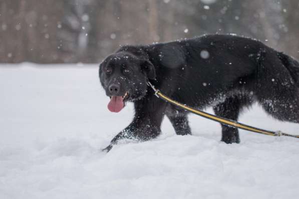 Метис лабрадора ищет хозяев в Москве фото 4