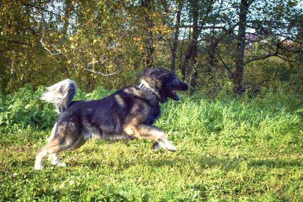 Шикарный леонбергер Бруно в дар в Москве фото 6