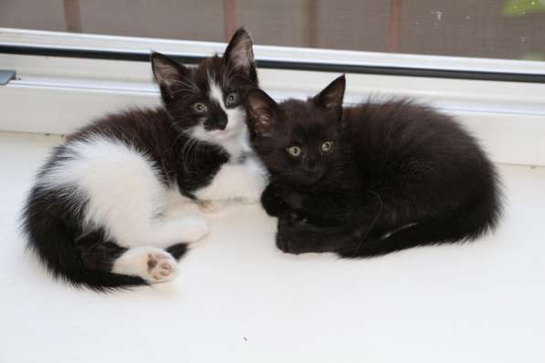 Очаровашка в подарок в Ростове-на-Дону фото 8