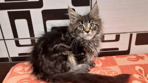 Котята породы мейн-кун из питомника Arktur в Екатеринбурге фото 8